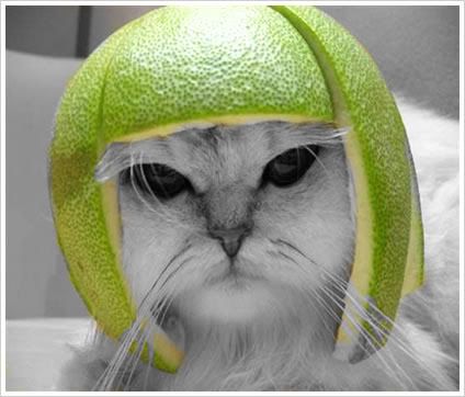 funny cat. funny-cat-2.jpg