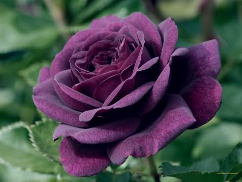 purple rose photo: purple rose purple-rose.jpg