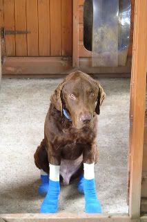 Sulfasalazine For Dogs Uk