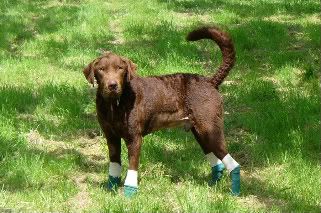Sulfasalazine For Dogs Uk