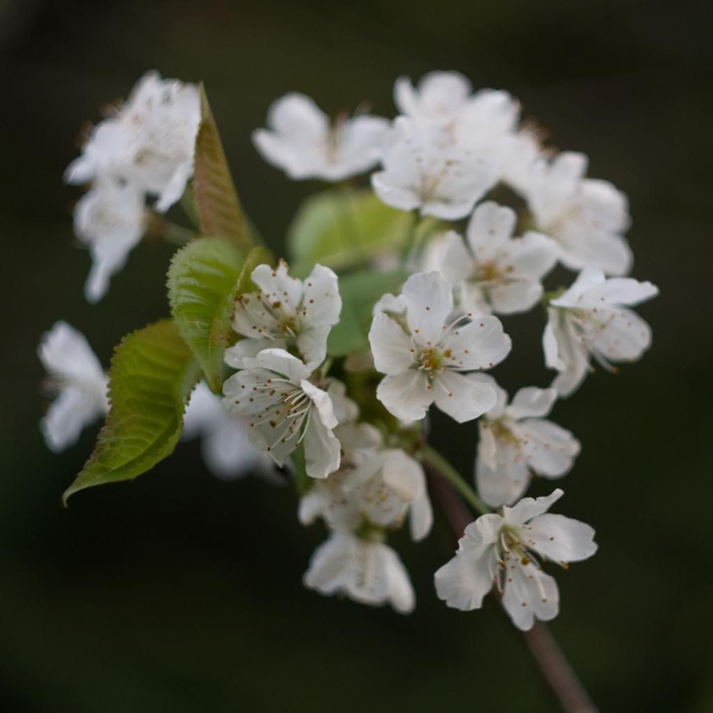 IMGP2091.jpg