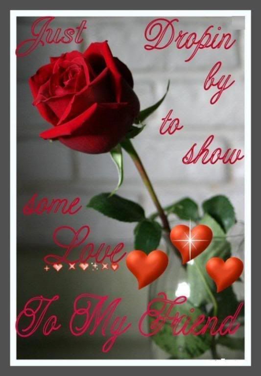 a rose Pictures, Images and Photos