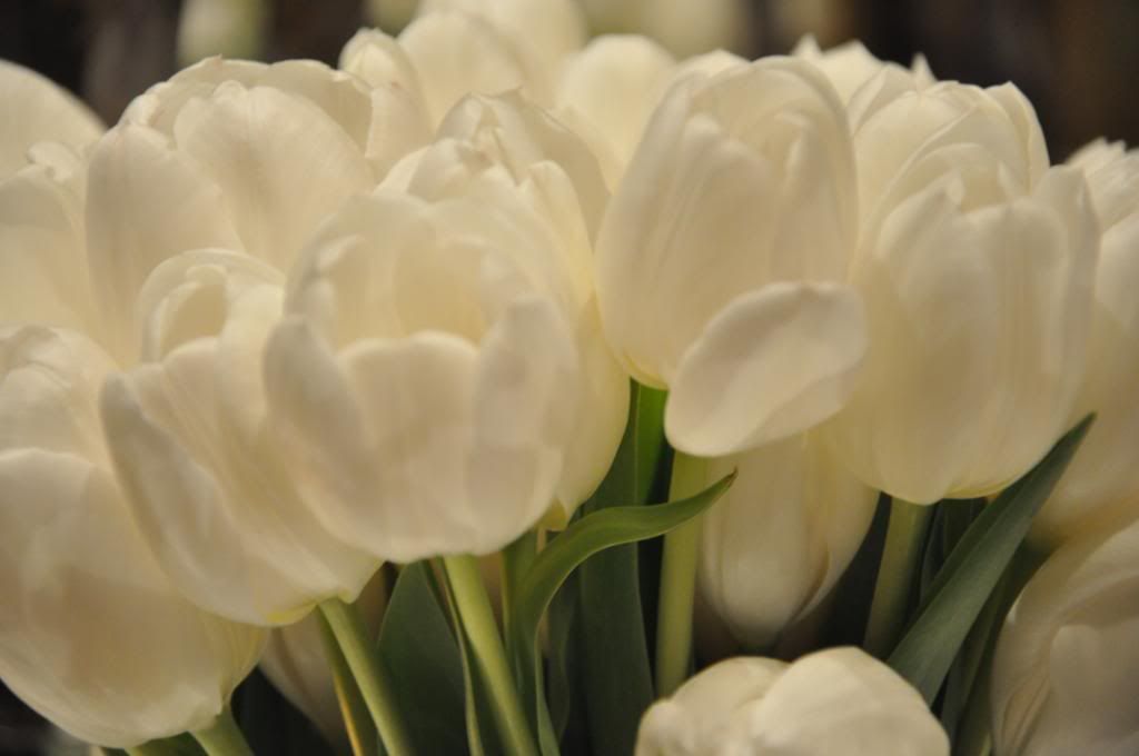 i love Tulips Pictures, Images and Photos