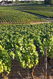 Vineyards in Sauternes