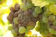 grapes affected by noble rot-from wikipedia