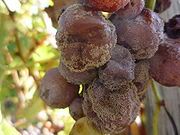 Botrytis cinerea on Semillon grapes in Sauternes-form wikipedia