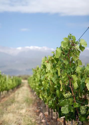 Vineyards of Salentein