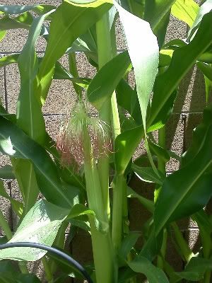 Mom's Corn - June 2011