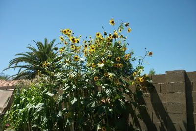 Sunflowers ad corn - June 2011