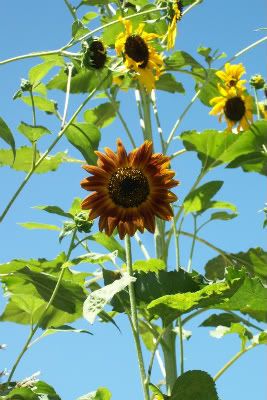 Rust sunflower - June 2011