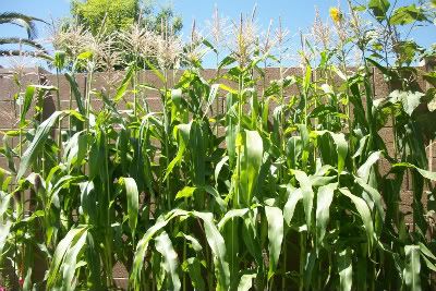 Corn - June 2011