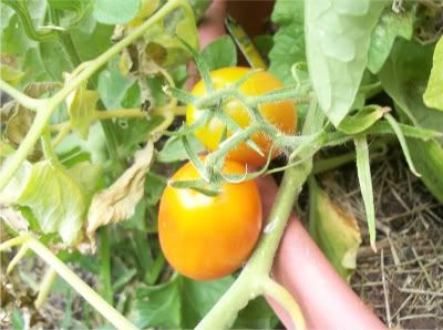 Tomatoes 6-17-10