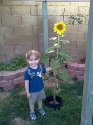 Bug and the first sunflower