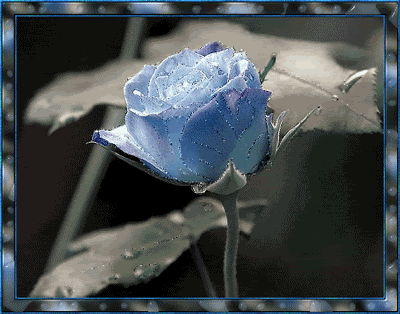 blue rose photo: blue rose 011.gif