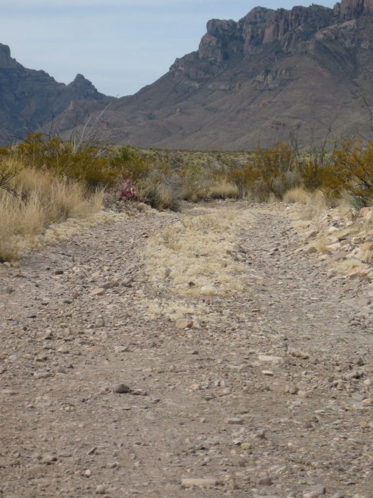 IMG_4239.jpg