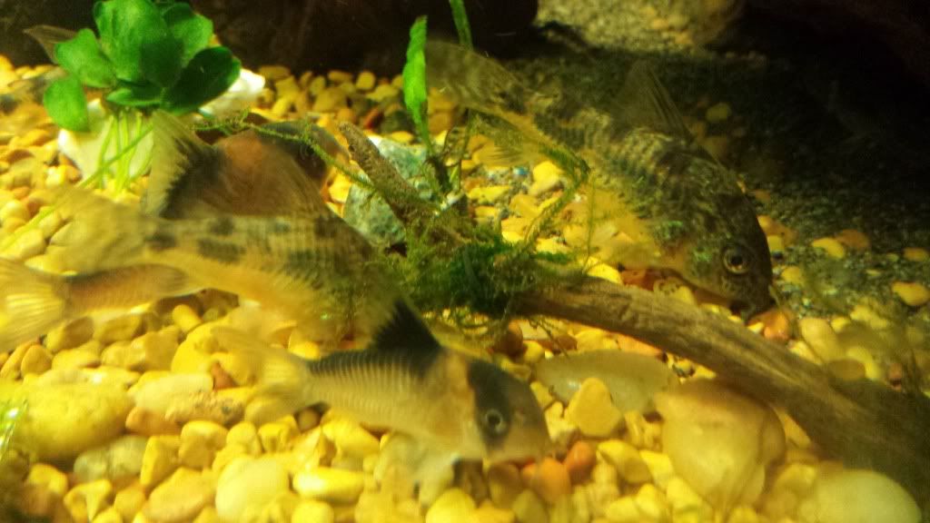 20131018_065922_zps5a08f840.jpg