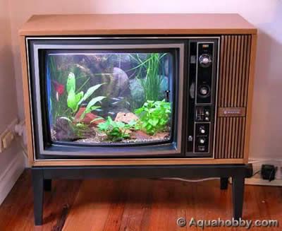 tv fish tank Pictures, Images and Photos