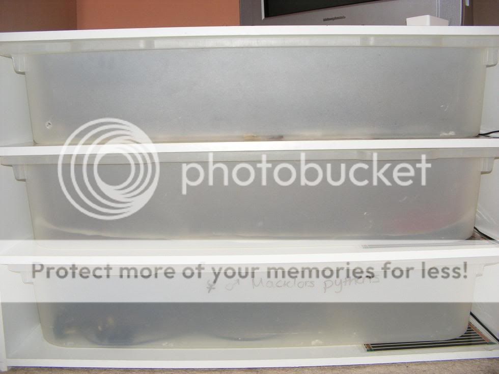 Retic Enclosures | Reptile Forums