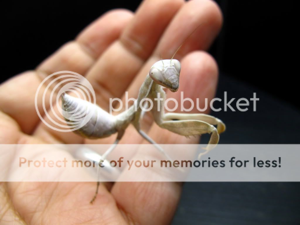 阔臂螳螂_我大个女啦_更新