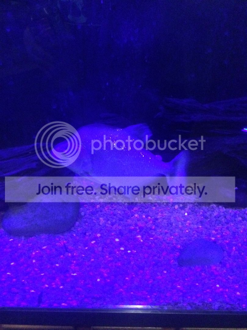  photo IMG_3073_zpsazxqinuk.jpg