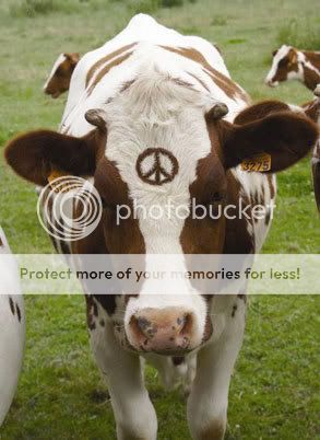 peace cow Pictures, Images and Photos